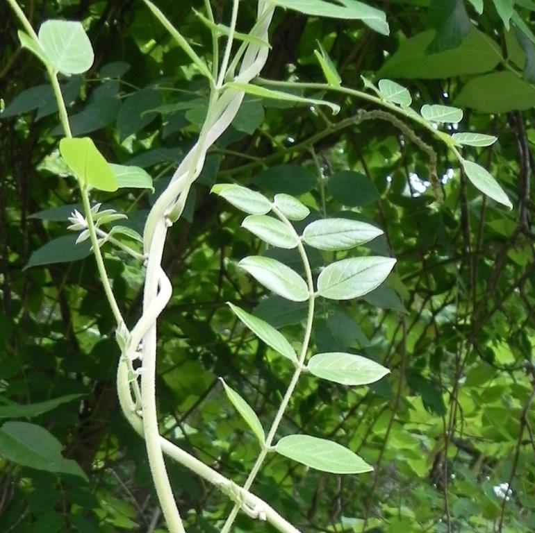 Herbicide To Kill Woody Plants Weeds and parasitic plants